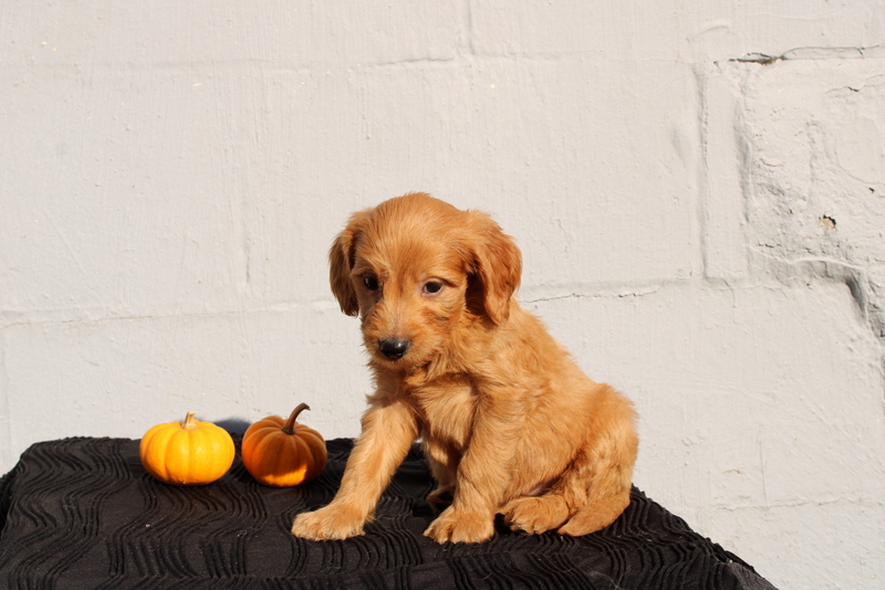 puppy, for, sale, Mini Goldendoodle F1, Matthew B. Stoltzfus, dog, breeder, Gap, PA, dog-breeder, puppy-for-sale, forsale, nearby, find, puppyfind, locator, puppylocator, aca